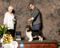 Shetland Sheepdog #6 Sun G4 Judge Murrel Purkhiser