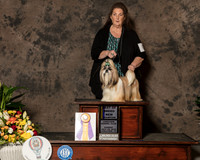 Shih Tzu #8 Sun BOB NCh Evalyn Gregory