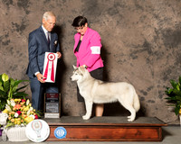 Siberian Husky #24 Sun BOS Judge Joe Gregory