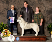 Siberian Husky #29 Sun WD Judge Joe Gregory