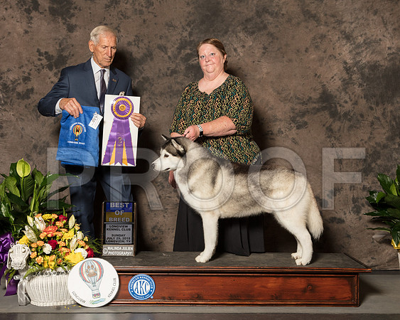 Siberian Husky #50 Sun BOB Judge Joe Gregory-SSR_7861-Lngvw2018-HR3