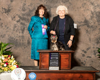 Yorkshie Terrier #5 Sun WD  Judge Evalyn Gregory