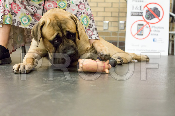 *For Club 3 Mastiff-JJJ_6021-Lngvw2018-HR3
