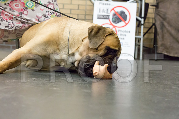 *For Club 3 Mastiff-JJJ_6022-Lngvw2018-HR3