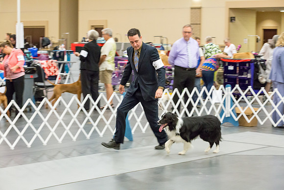 Border Collie #7 Sun Rings AMD-JJJ_5821-Lngvw2018-HR3