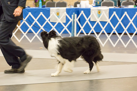 Border Collie #7 Sun Rings AMD-JJJ_5832-Lngvw2018-HR3