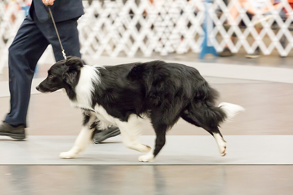Border Collie #7 Sun Rings AMD-JJJ_5837-Lngvw2018-HR3