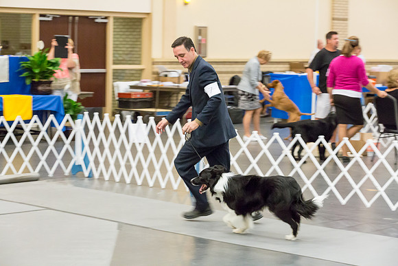 Border Collie #7 Sun Rings AMD-JJJ_5843-Lngvw2018-HR3