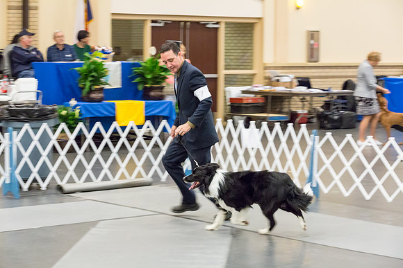 Border Collie #7 Sun Rings AMD-JJJ_5845-Lngvw2018-HR3