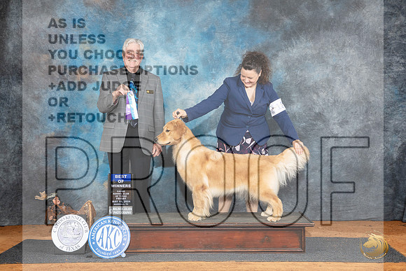 Golden Retriever #12 Fri WBBOW Judge Robert Stein__JP_6929_MARSHALL_2024_HR3