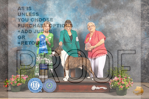 American Staffordshire Terrier #19 Sun G1 Judge Anne Bolus_MJ_1534_SA_2022_HR3