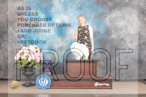 Pomeranian #11 Thurs BOW Judge Joe Walton r_MJ_6900_Houston_2022_HR3