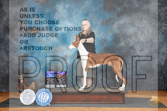 Ibizan Hound #5 BOWBOB Judge Karen Hynek__JP_7116_MARSHALL_2024_HR3