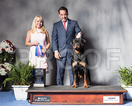 Rottweiler #11 Sun WD Maj Judge Victoria Seiler Cushman-SSR_6730-HR3