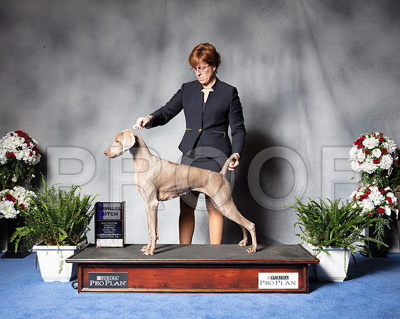 Weimaraner #6 Sun WB Judge Sidney Marx-SSR_6584e1-HR3