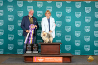 Pomeranian #213 Sat AltBIS TD Judge Matt Proctor