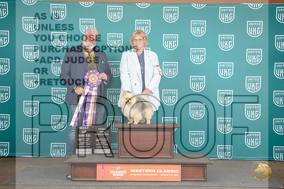 Pomeranian #213 Sat AltBIS TD Judge Matt Proctor__JP_1589_Longview WA_2024_HR3