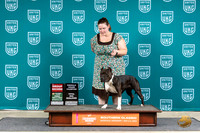 American Pit Bull Terrier #118 Fri G2 EGTD Judge Mary Ellen Meyer