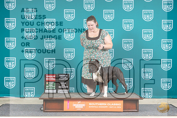American Pit Bull Terrier #118 Fri G2 EGTD Judge Mary Ellen Meyer__JP_6436_BatesvilleMS_2024_HR3