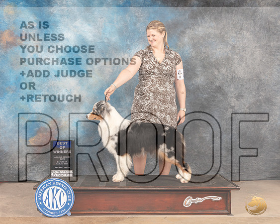 Australian Shepherd #24 Sat WBBOW Judge Pat Trotter-MMJ_3658-Abilene2022-HR3