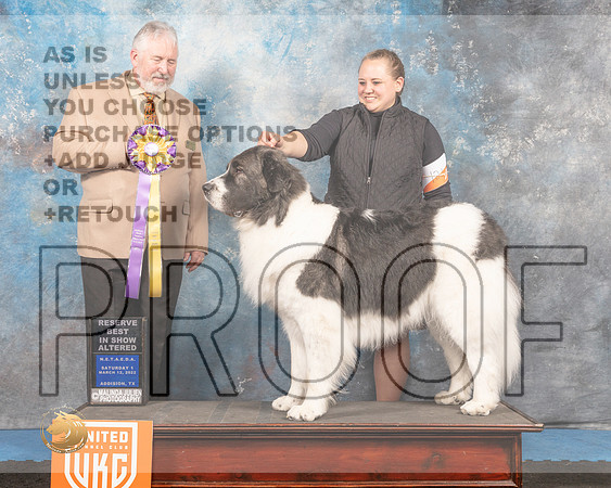 Pyrenean Mastiff #121 ARBIS Judge David Arthur_MMJ_6495_Addison2022_HR3
