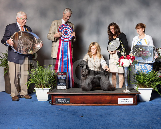 Cocker Spaniel Black #15 Fri BIS Judge Jon Cole-SSR_5315-web