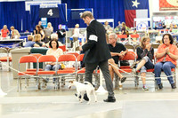 Smooth Fox Terrier #10 Kelly Creg & Ric Metts Thursday HATC Jul 2012