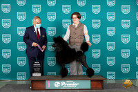 Poodle Stad #413 Sun GCH Judge Stan Matsumoto