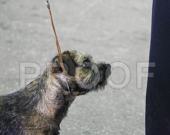 ?Border Terrier - 0009