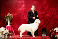 Golden Retriever Sun S1 New Int'l Ch Sandra Embry