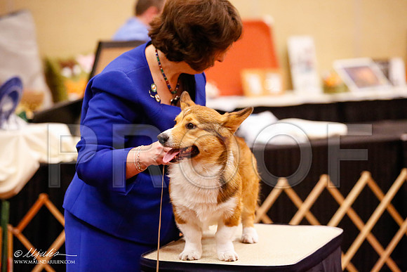 _JJ_9291-HstnCorgiFeb2015-HR3