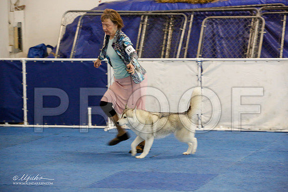 _M3_8933-AddisonHuskyMar2015-HR3