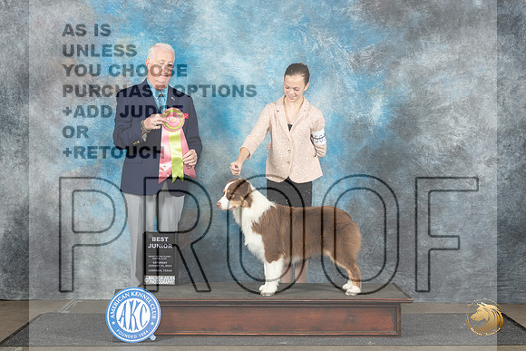 Australian Shepherd #J503 Sat BJr Judge Dr Steve Keating__JP_3519_Lubbock_2024_HR3