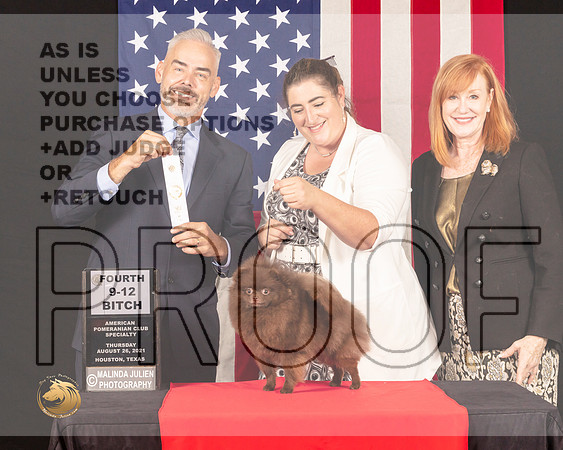 Pomeranian #10 Thurs 9to12Sweeps4th Judge Dale Martenson_0152_HstnToy21-HR3