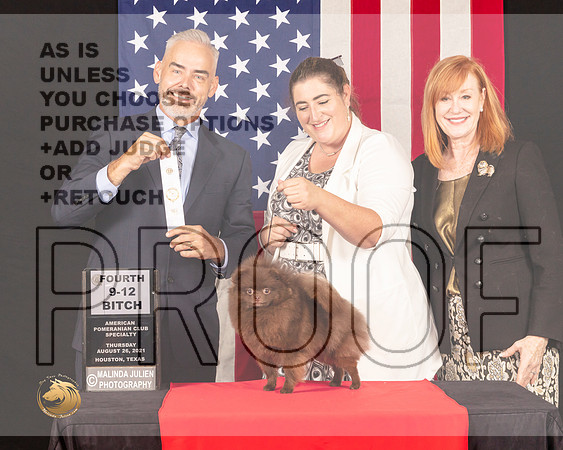 Pomeranian #10 Thurs 9to12Sweeps4th Judge Dale Martenson_0153_HstnToy21-HR3