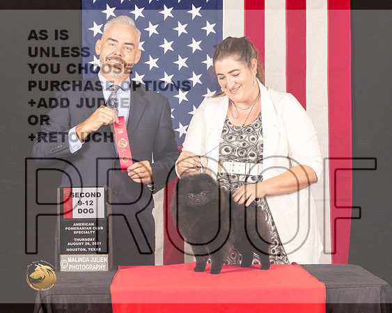 Pomeranian #17 Thurs 9to12Sweeps2nd Judge Dale Martenson_0143_HstnToy21-HR3