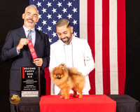 Pomeranian #71 Thurs 6to9Sweeps2nd Judge Dale Martenson