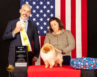 Pomeranian #93 Thur BISSweeps Judge Dale Martenson