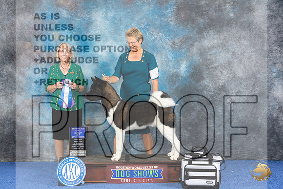 Akita #9 WED WD BOW Judge Alisa Brotherhood__JP_6969_Houston_2024_HR3