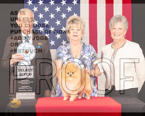 Pomeranian #34 Thurs SB Judge_Fred_Bassett_0187_HstnToy21-HR3
