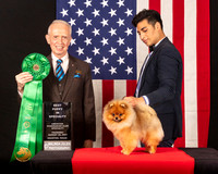 Pomeranian #41 Thur BPup Judge_Fred_Bassett