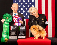 Pomeranian #44 Thur BOSWBBBE Judge_Fred_Bassett