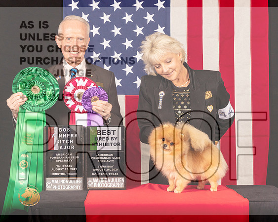 Pomeranian #44 Thur BOSWBBBE Judge_Fred_Bassett_0216_HstnToy21-HR3