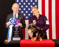 Pomeranian #47 Thur WDBOWMaj Judge_Fred_Bassett