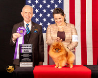 Pomeranian #55 Thur RWD Judge_Fred_Bassett