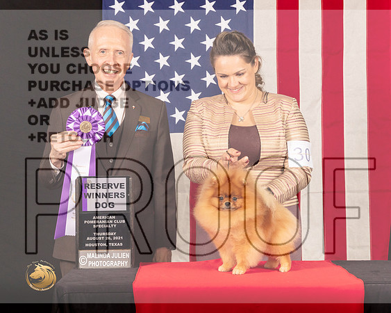 Pomeranian #55 Thur RWD Judge_Fred_Bassett_0210_HstnToy21-HR3