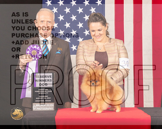 Pomeranian #55 Thur RWD Judge_Fred_Bassett_0212_HstnToy21-HR3