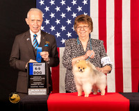 Pomeranian #75 Thur 6to91st Judge_Fred_Bassett