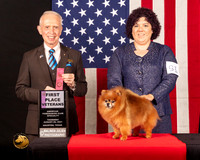 Pomeranian #91 Thurs Vet1 Judge_Fred_Bassett
