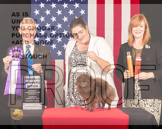 Pomeranian #10 Thur RWB Judge_Fred_Bassett_0232_HstnToy21-HR3
